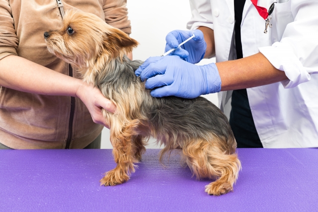 狂犬病予防注射を実施しますのサムネイル