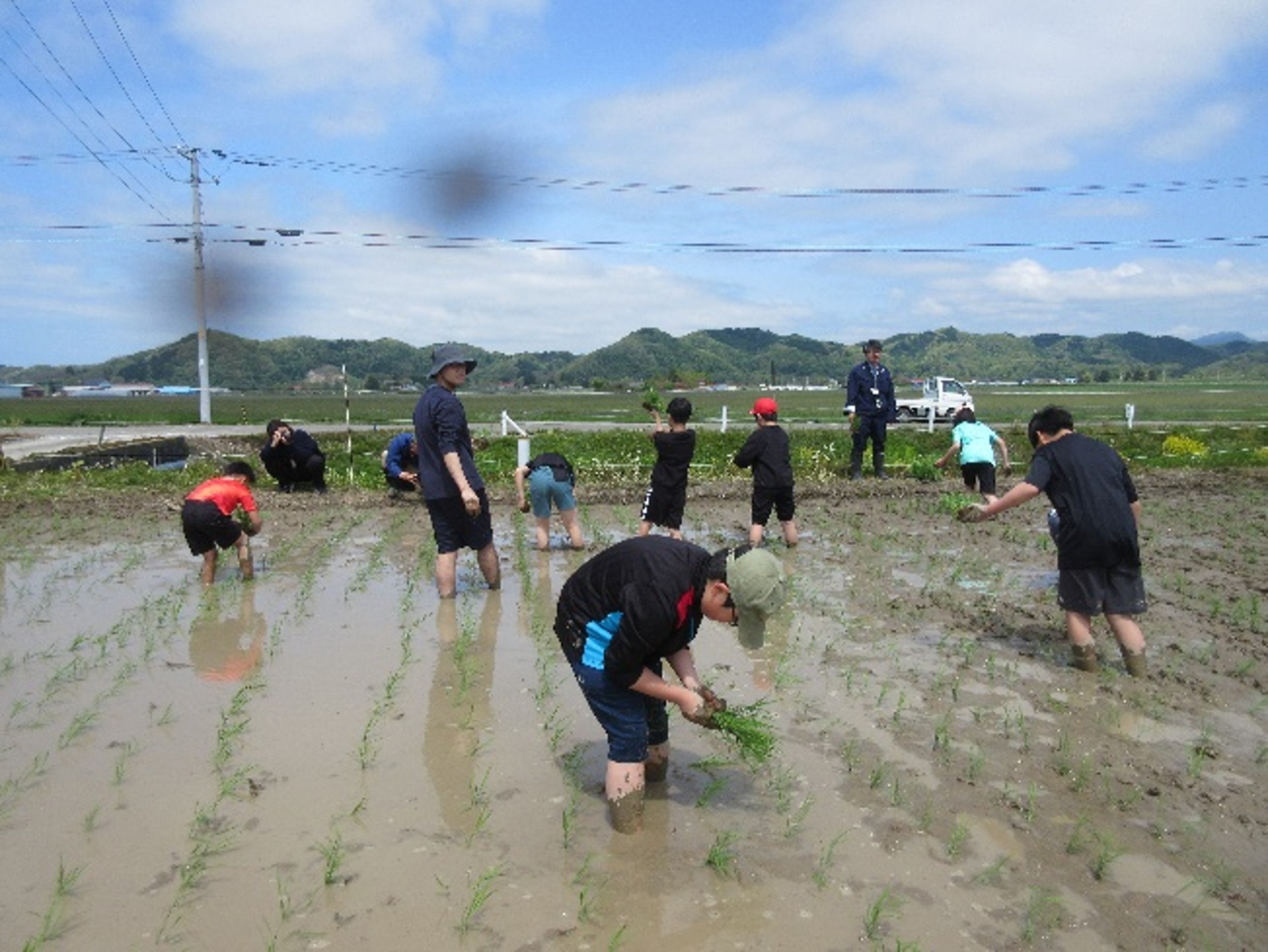 田植え体験の様子