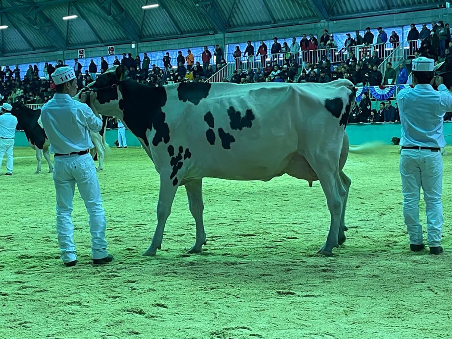 ホルスタイン写真