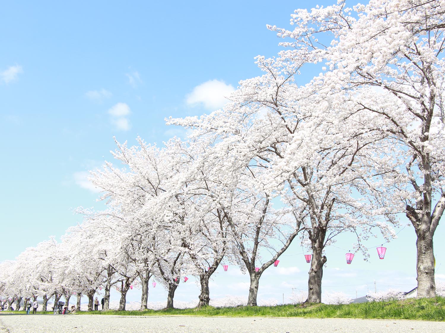 市内最大の桜の名所　武庫川桜づつみ回廊