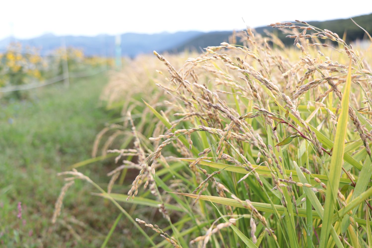 農業委員を募集しますのサムネイル