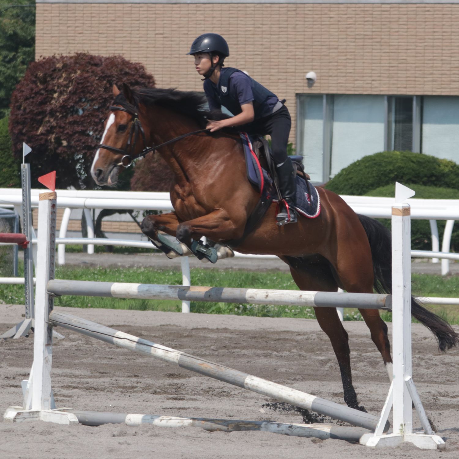 秋季スポーツ乗馬教室の参加者募集のサムネイル