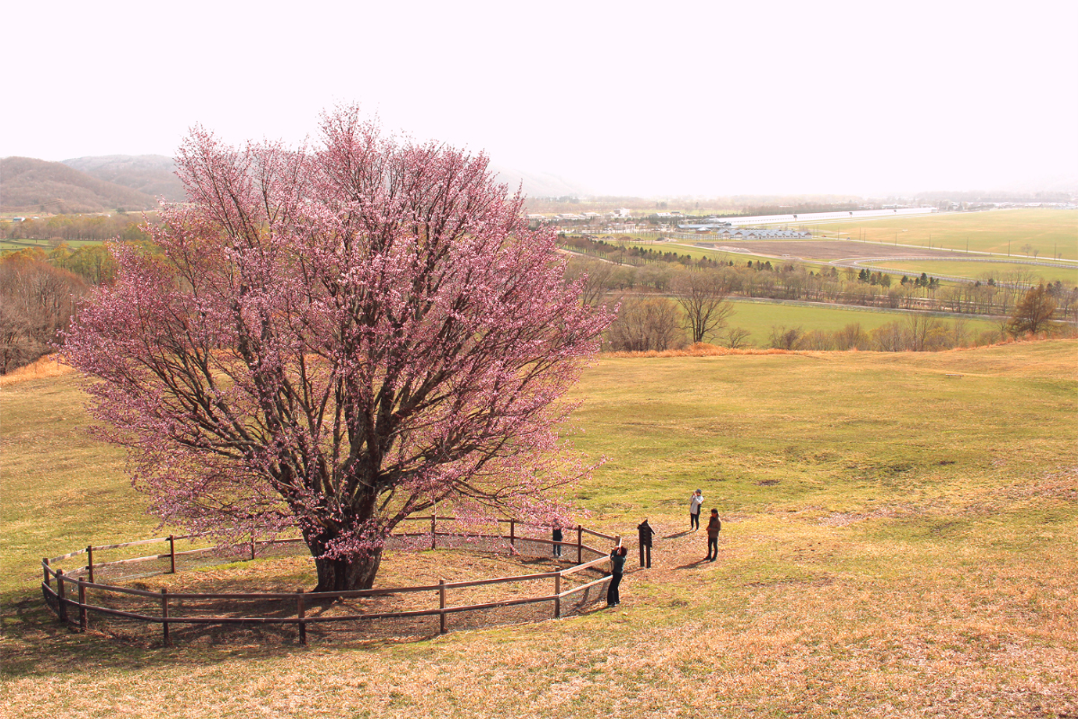 【公開終了しました。うらかわオバケ桜】のサムネイル