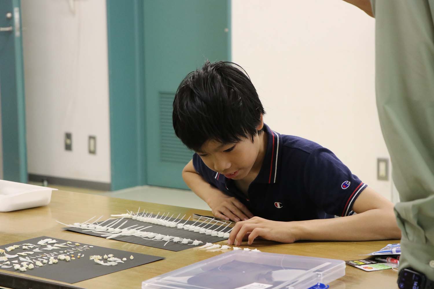 チルドレンミュージアム講座開講！魚の骨で標本づくりを楽しむのサムネイル