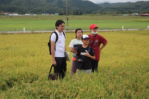 自分たちが植えた稲の成長を観察のサムネイル