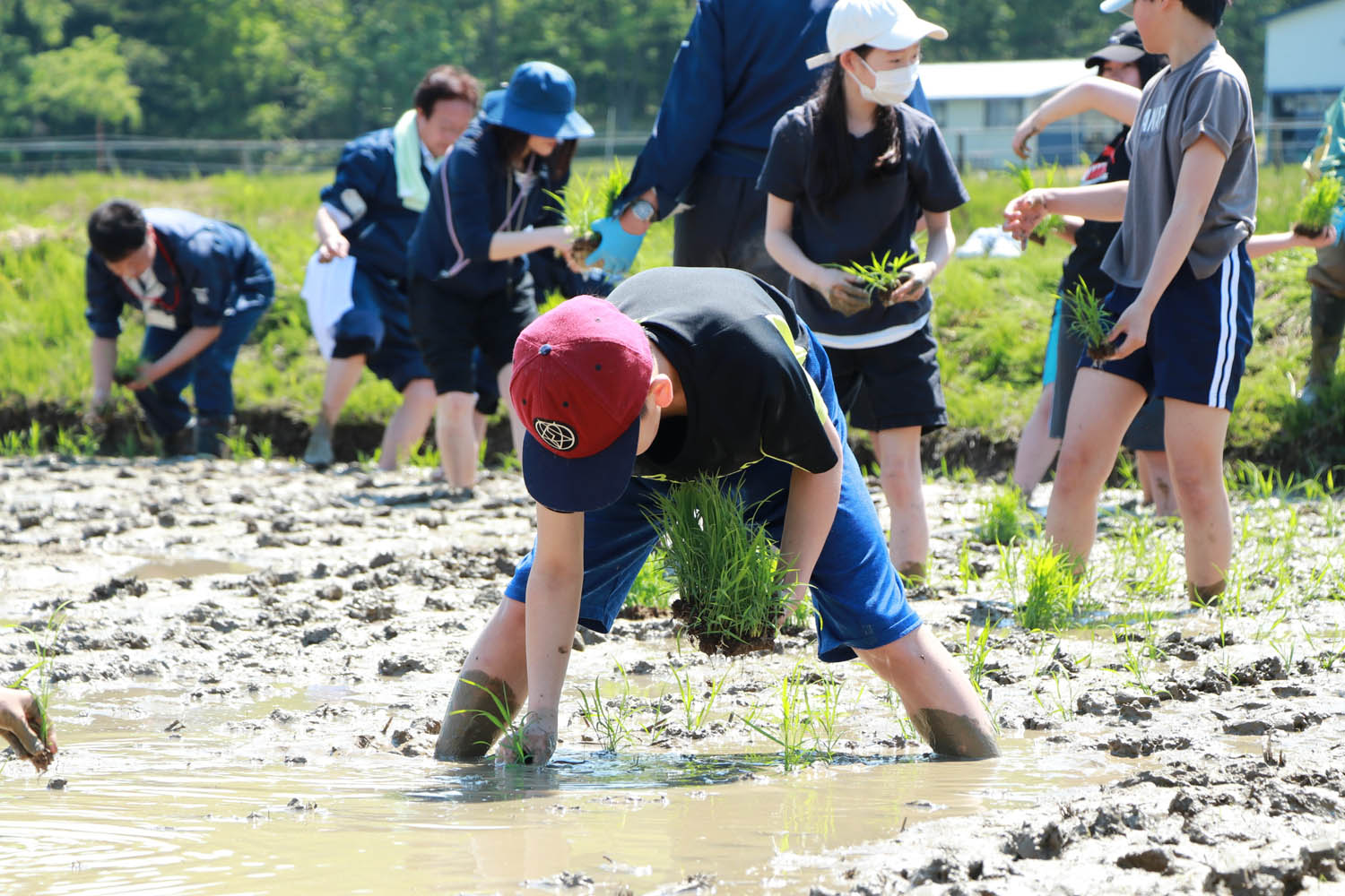 小学生が初めての田植え体験で農業について学びましたのサムネイル