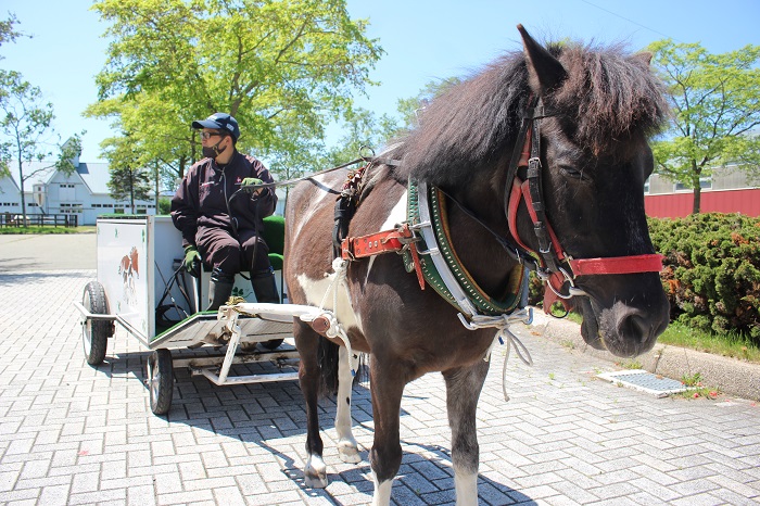 さわやかな春の陽気の中、ポニー馬車に揺られるのサムネイル