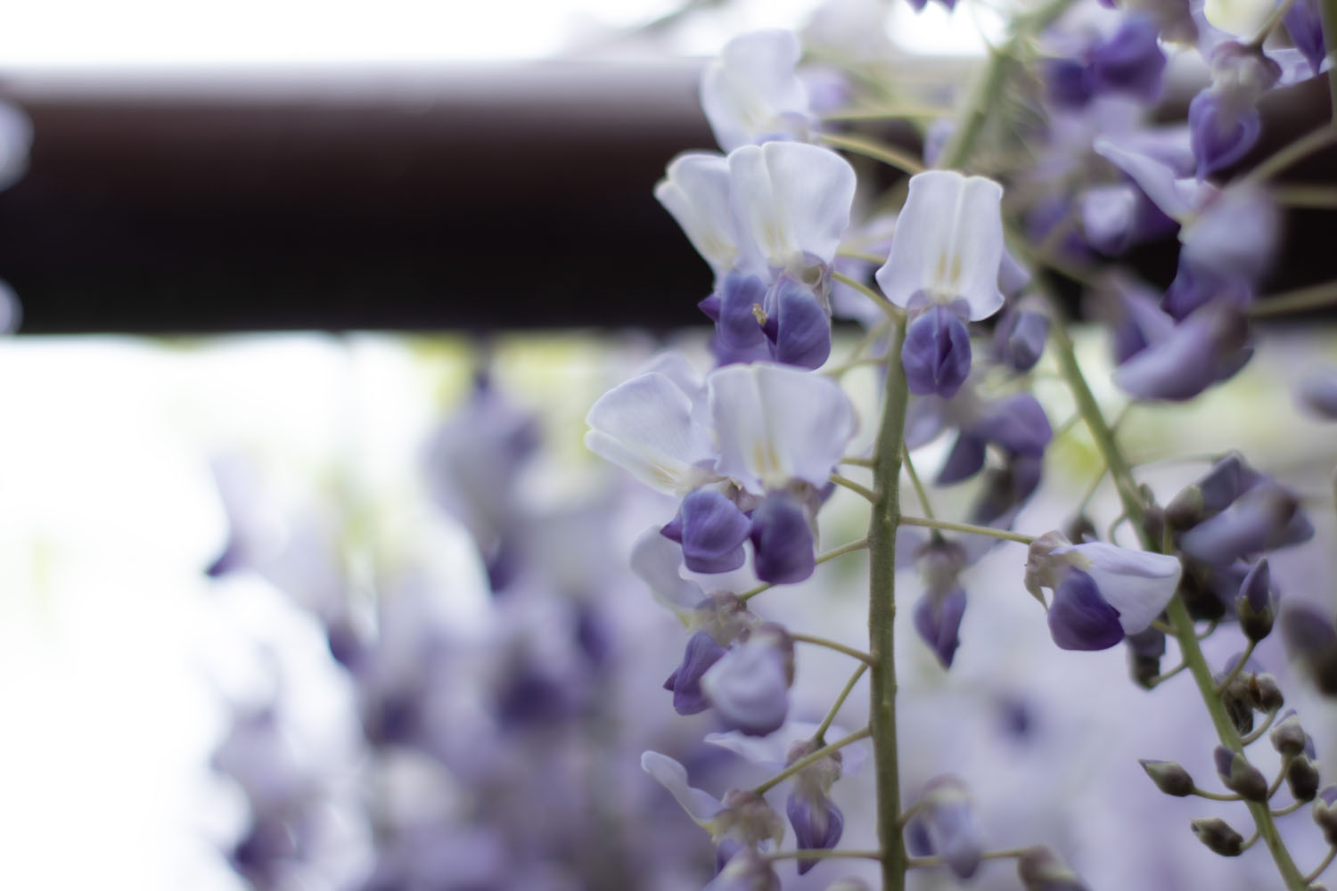 子育て支援交流施設の藤の花がきれいに咲きましたのサムネイル